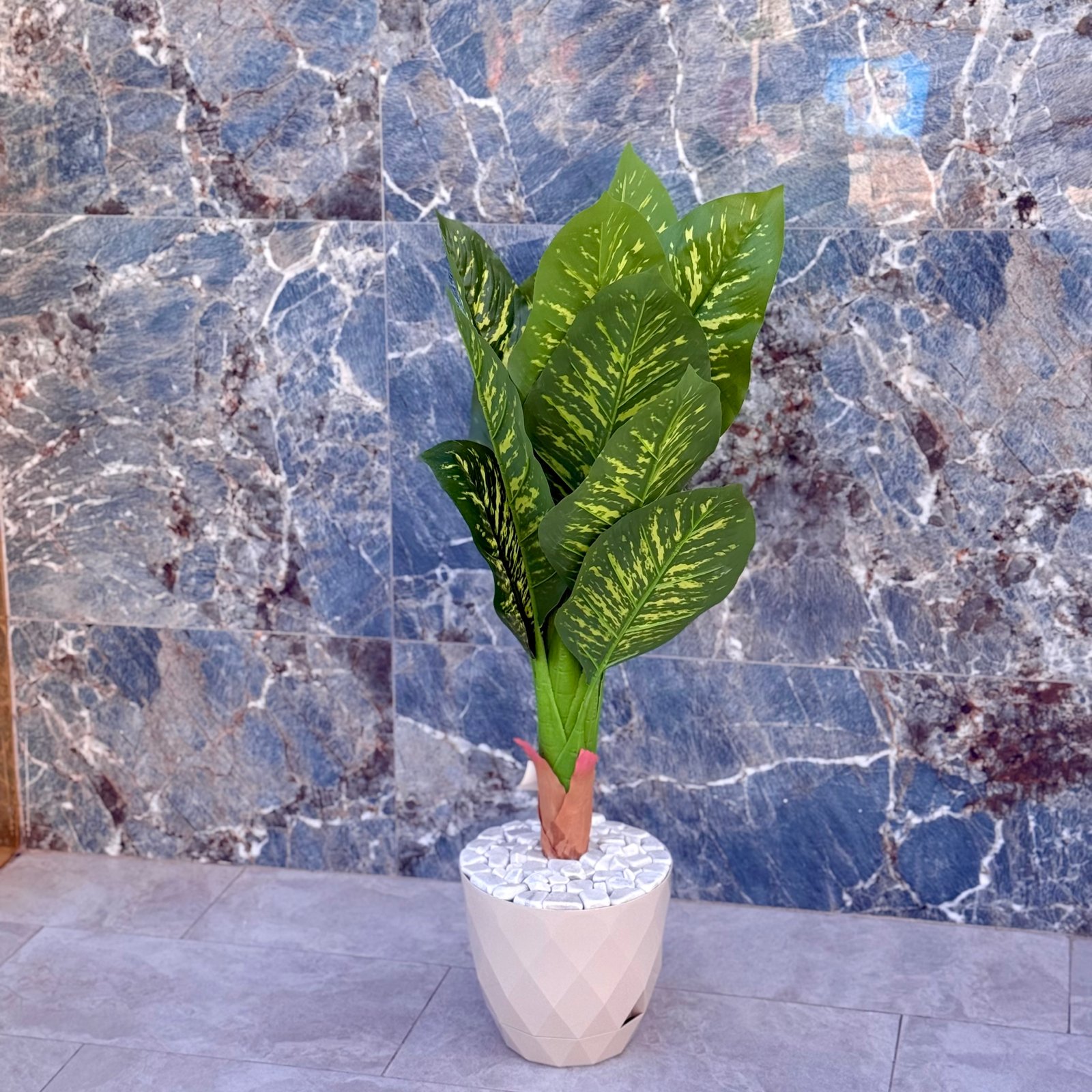 Plante grande dimension 3 – Image 2