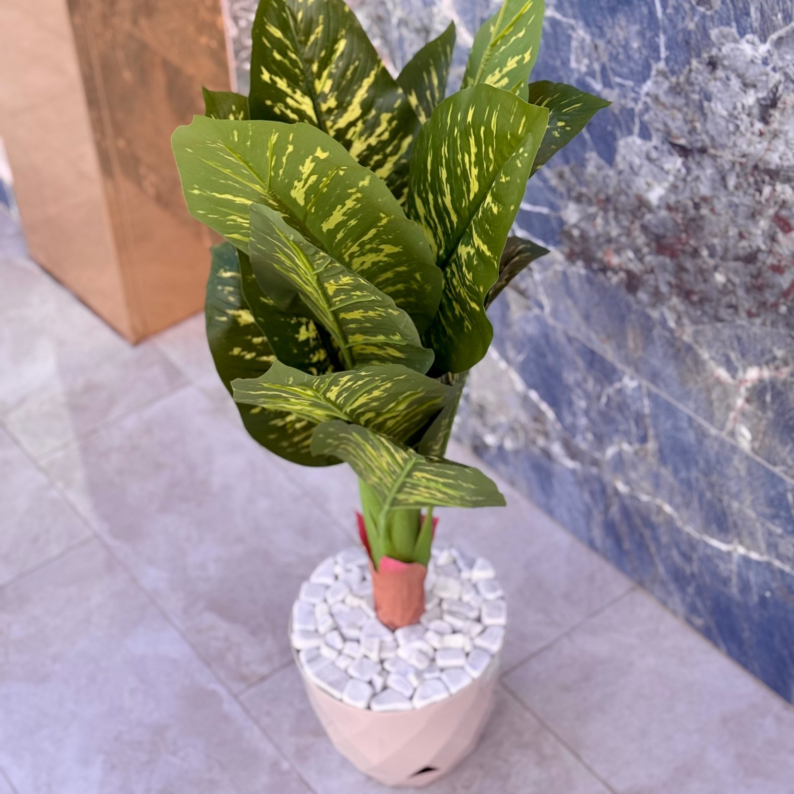 Plante grande dimension 3 – Image 3