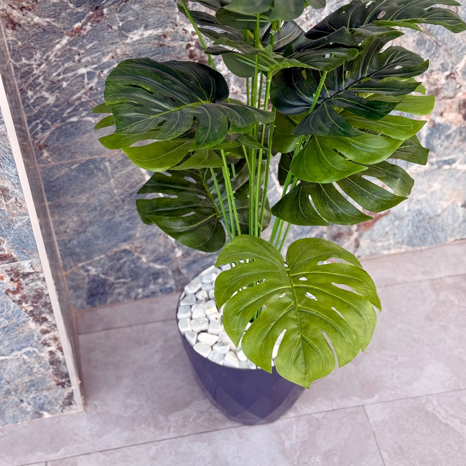 Plante grande dimension – Image 2