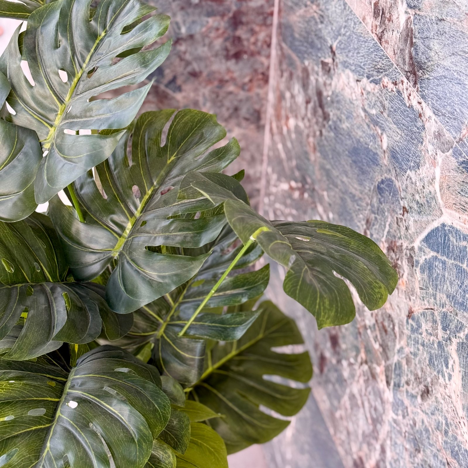 Plante grande dimension – Image 3