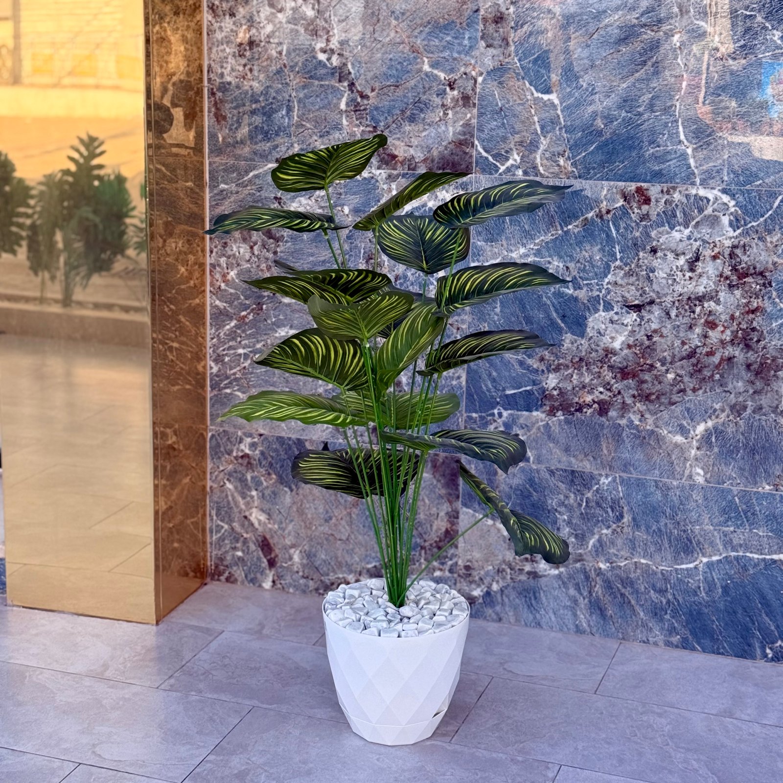 Plante grande dimension 2 – Image 3