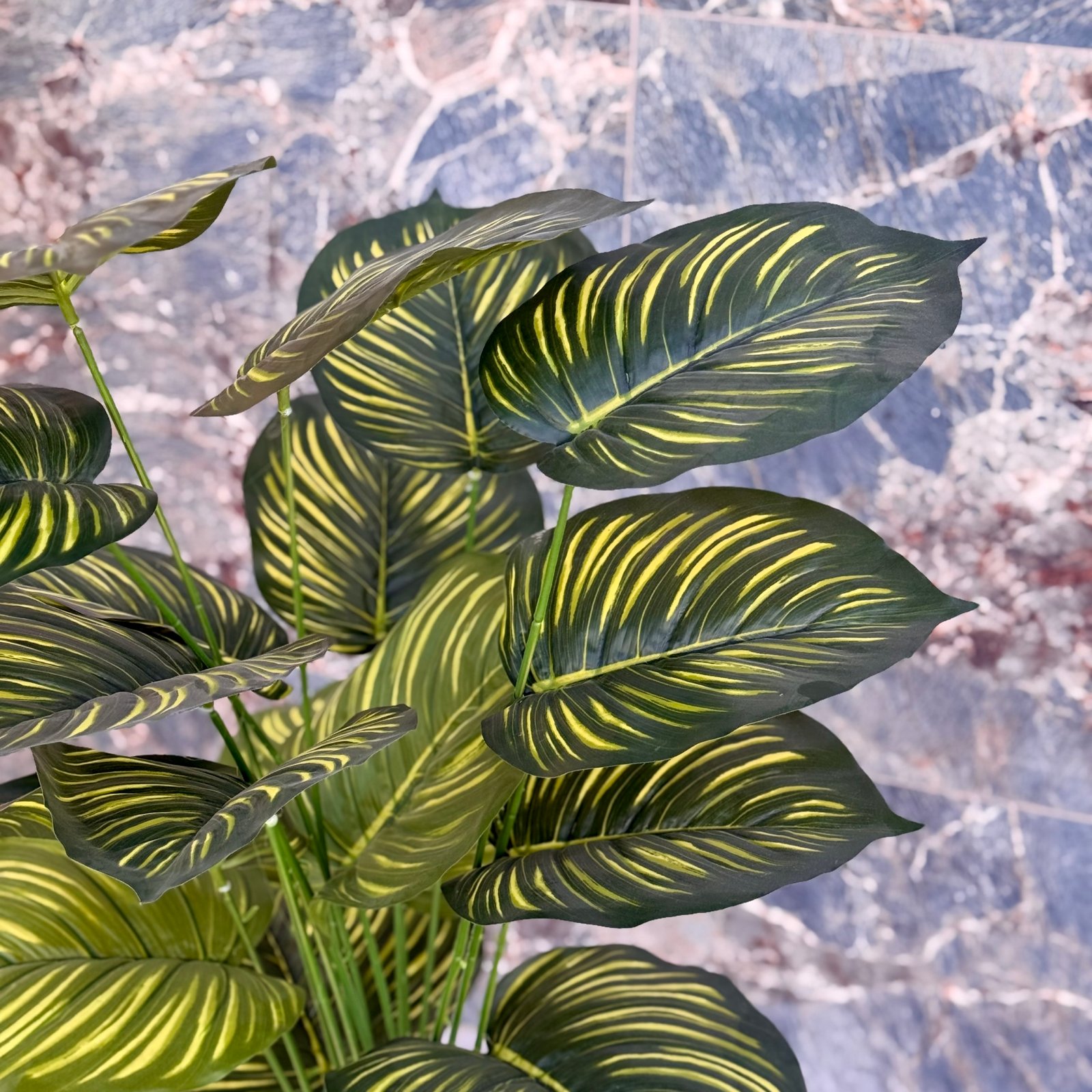 Plante grande dimension 2 – Image 2