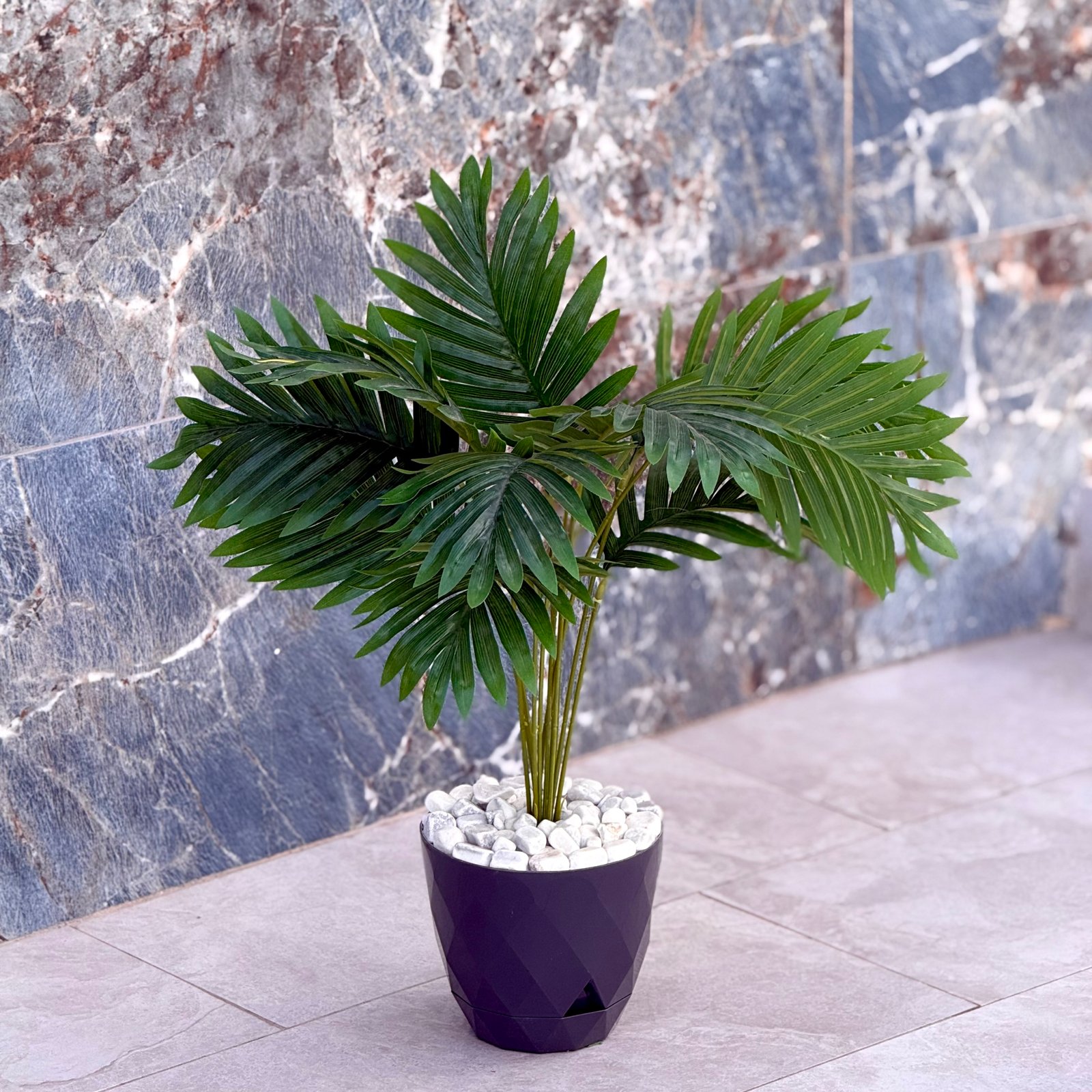 Plante Petite dimension 2 – Image 2